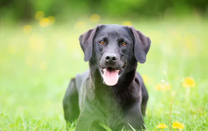 250+ Black Dog Names That You Can Use Today - 2024 Updated | SpotSaaS Blog