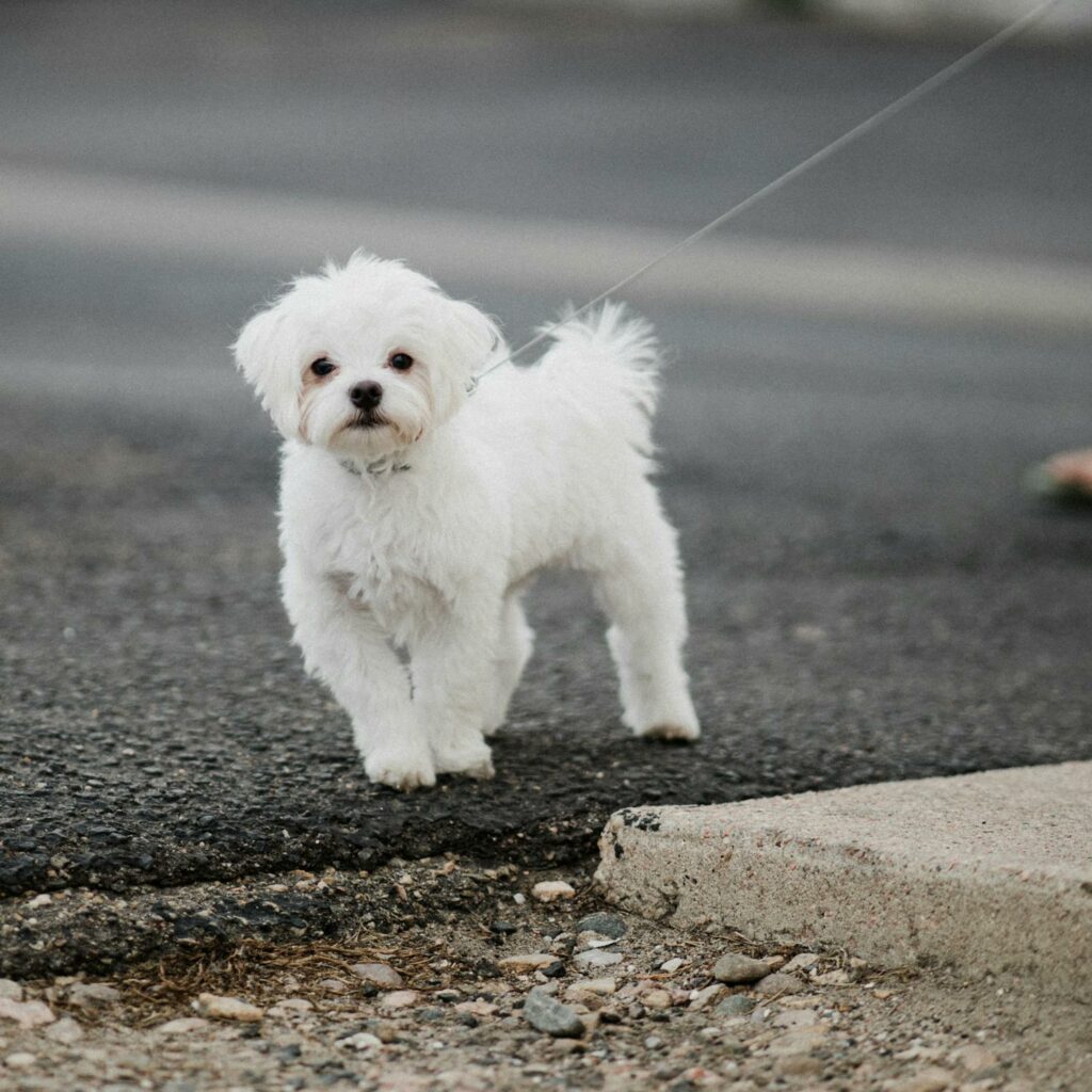 White Dog